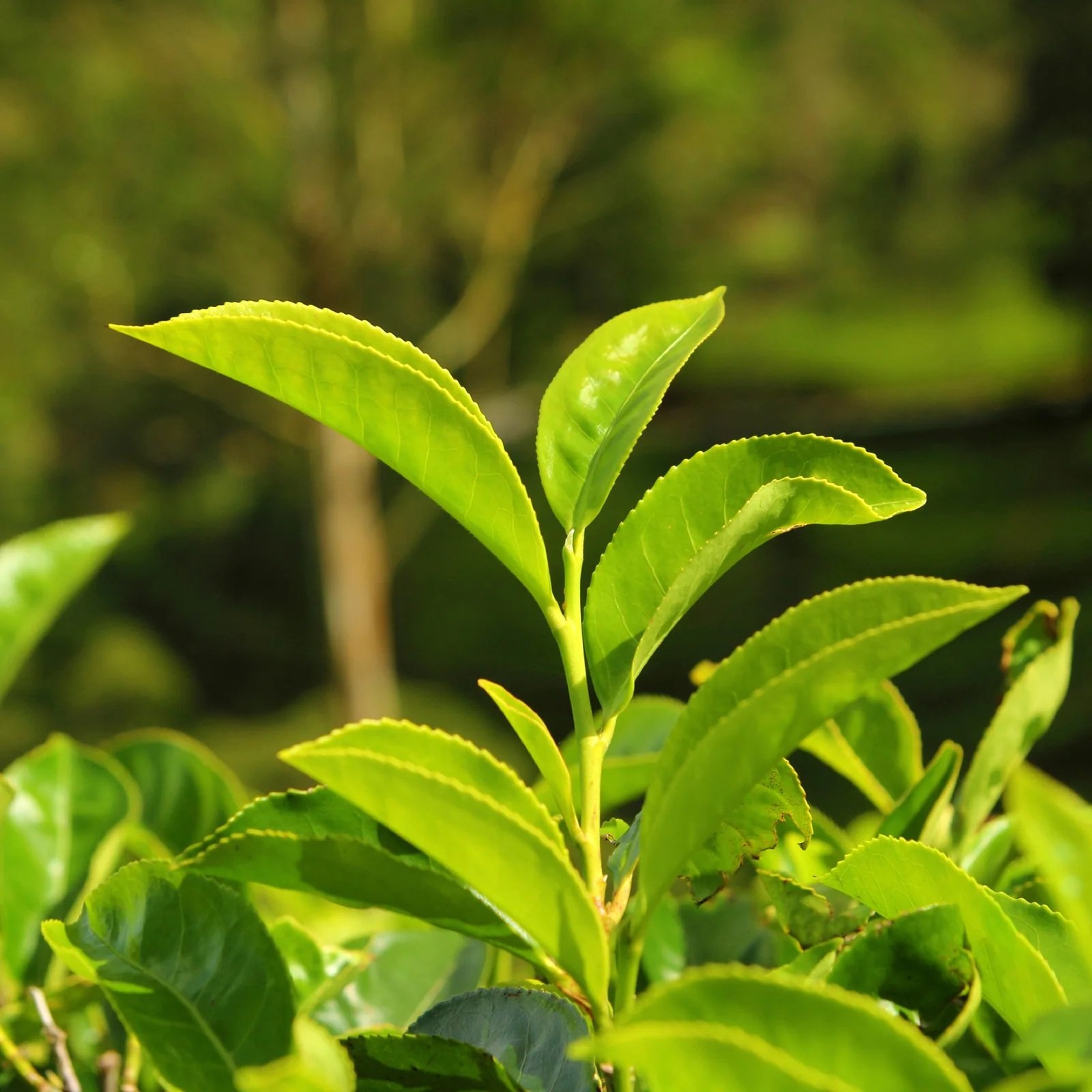 ayona tea